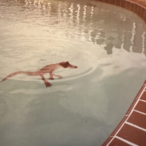 Featured image for “Nellene – EP”